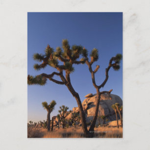 Cholla cactus and Cap Rock , Joshua Tree Postcard