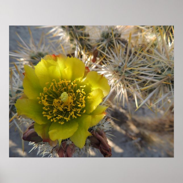 Cholla Cactus Flower Poster (Front)