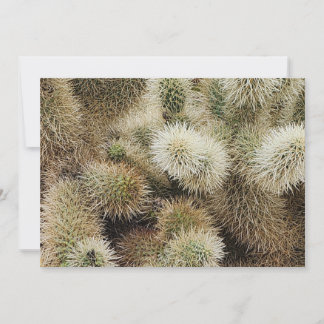 Cholla Cactus Photo Card