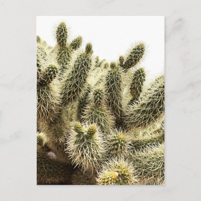 Cholla Cactus Postcard (Front)