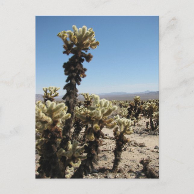 Cholla Garden -Joshua Tree Postcard (Front)
