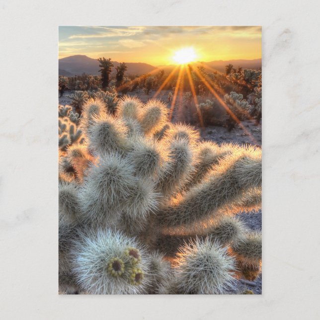 Chollas Cactus Sunrise Postcard (Front)