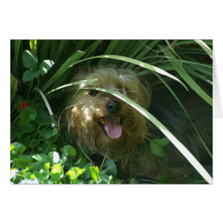 Chompers, Le comte de la marionnette