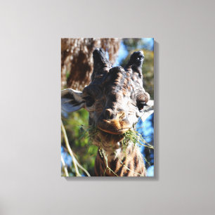 Chompin! Stretched Canvas Print
