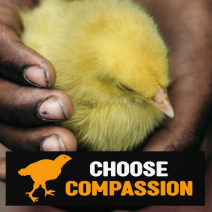 Choose Compassion, Vegan Activism   Bumper Sticker