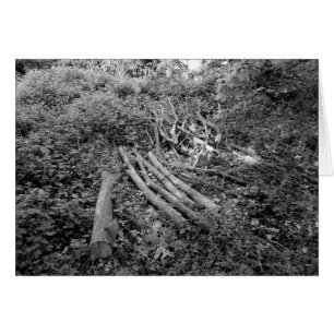 Chopped Up Tree