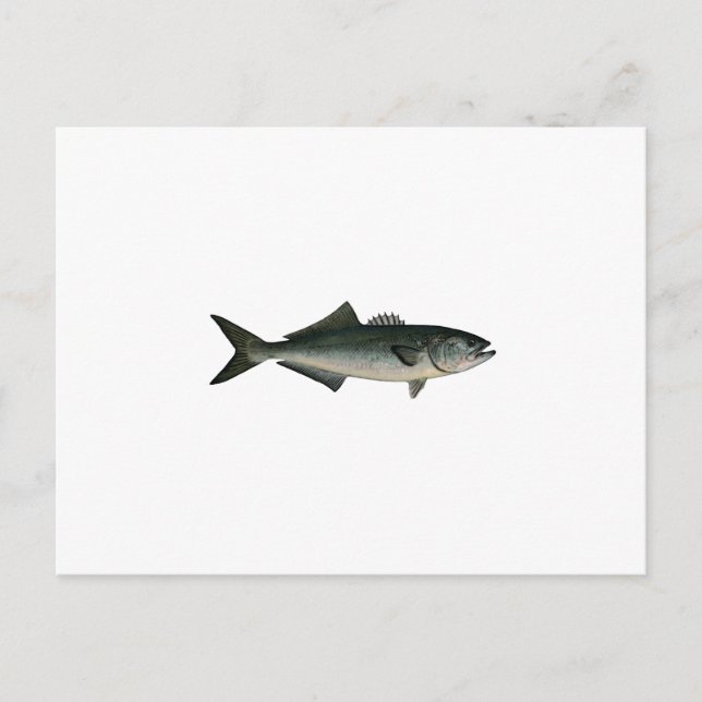 Chopper Bluefish Postcard (Front)