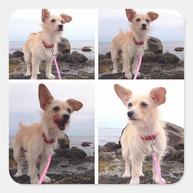 Chorkie at the beach square sticker (Front)