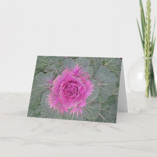 Chou décoratif, Carte pliée Brassica Oleracea (Devant)