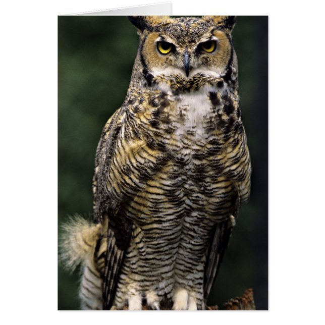 Chouette à cornes (Bubo virginianus), corps comple (Devant)