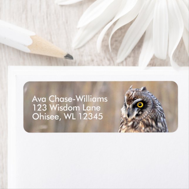 Chouette à courte portée dans les marais (En situation)