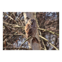 Chouette barrée dans un arbre à bouleau Photo