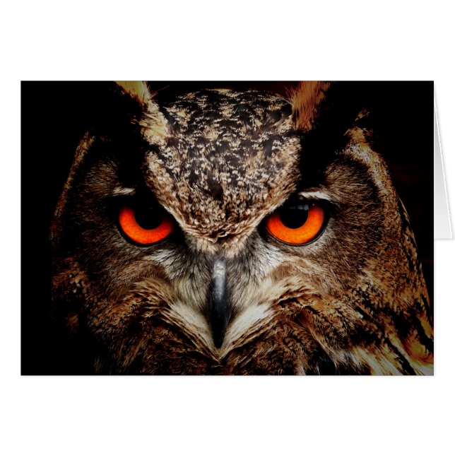 Chouette d'aigle des yeux rouges (Devant horizontal)