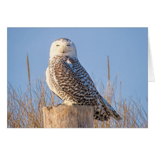 Chouette des neiges
