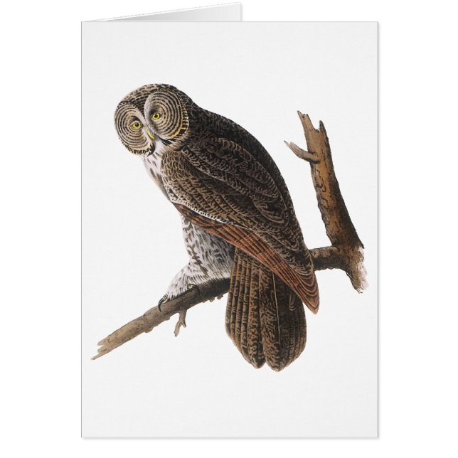 Chouette grise (Devant)