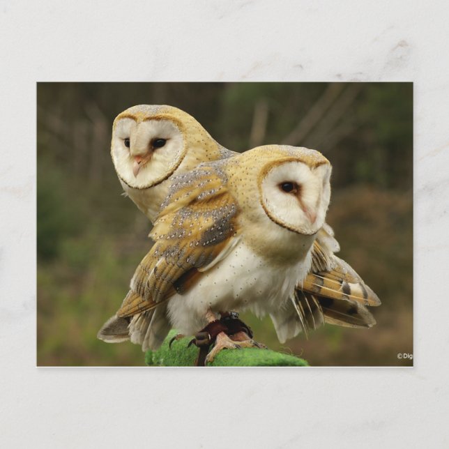 Chouette Postcard (Front)