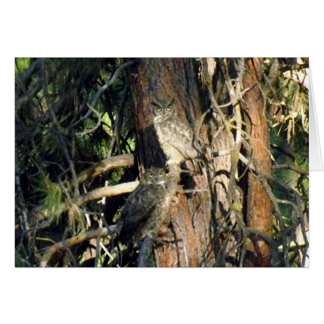 Chouettes (Devant Horizontal)