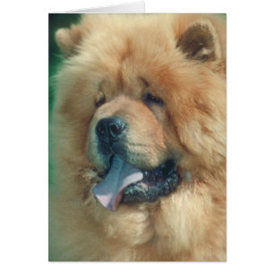 Chow Chow