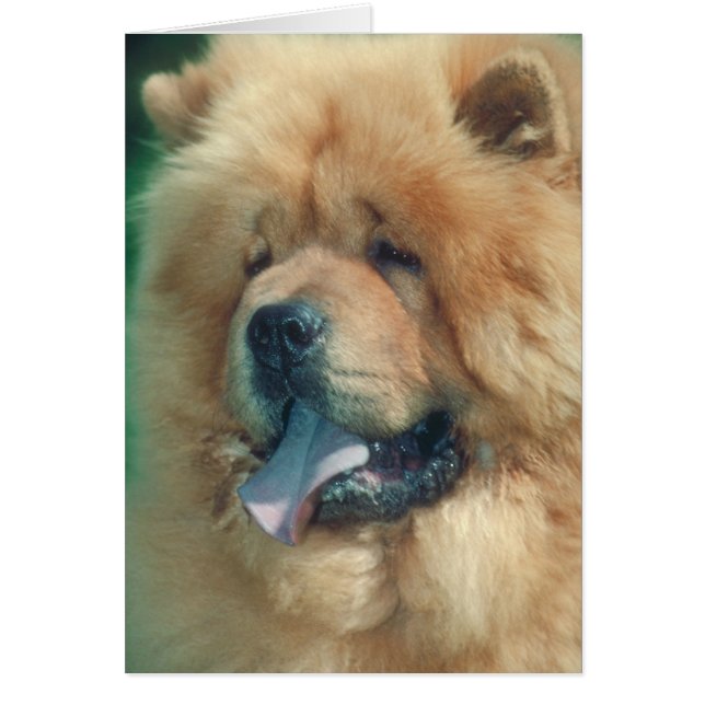 Chow Chow (Devant)