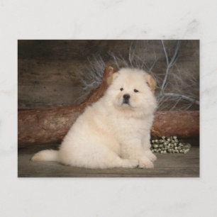 Chow Chow Chien Chien Chien Vierge Carte postale d