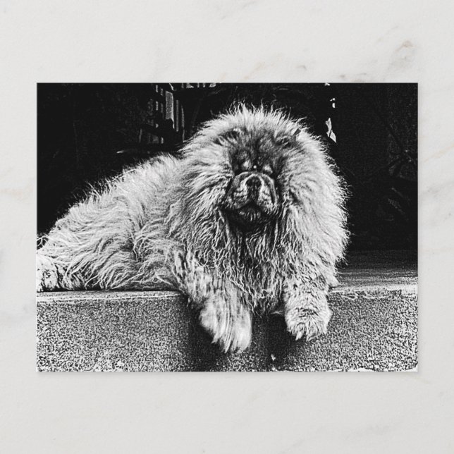 Chow Chow Dog on Porch, Black and White Postcard (Front)