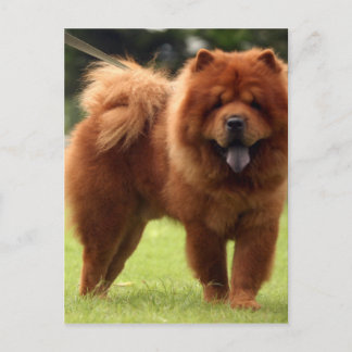 Chow Chow Dog Poses Postcard