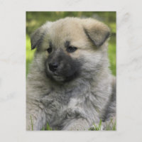 Chow Chow Dog Postcard