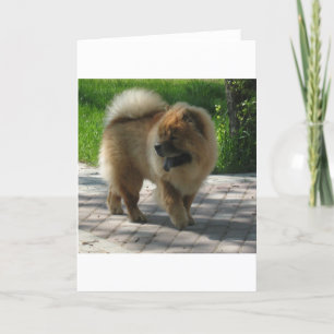 chow chow full card