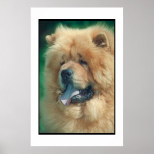 Chow Chow Poster