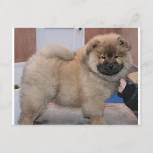 chow chow pup.png postcard