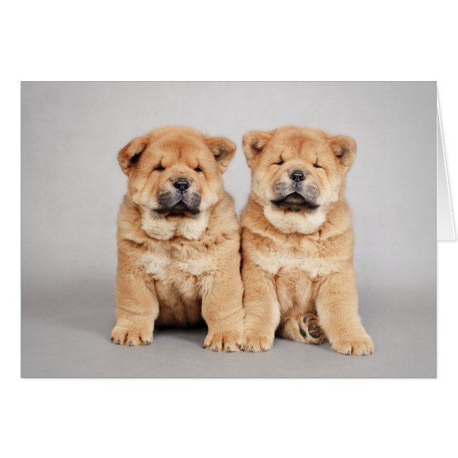 Chow chow puppies (Front Horizontal)