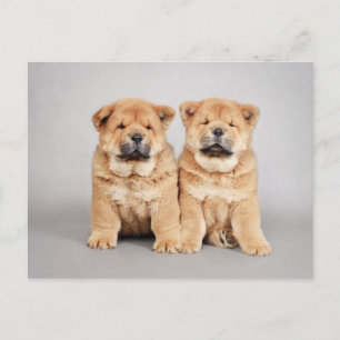 Chow chow puppies postcard