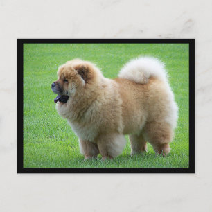 Chow Chow Puppy Dog Blank Greeting Post Card