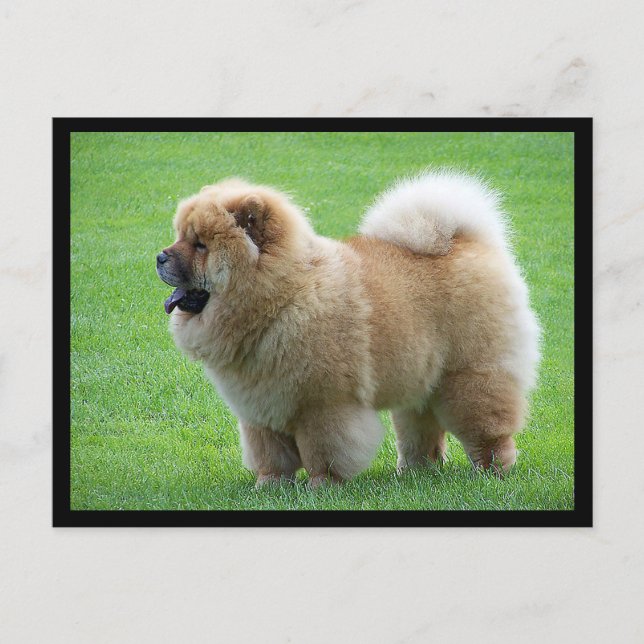 Chow Chow Puppy Dog Blank Greeting Post Card (Front)