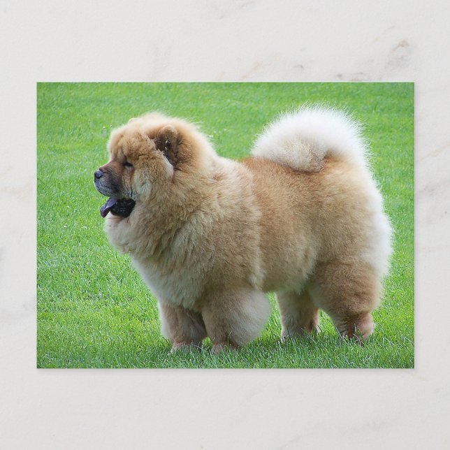 Chow Chow Puppy Dog Blank Greeting Post Card (Front)