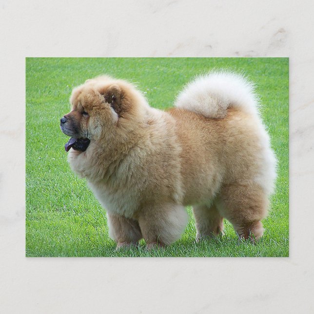 Chow Chow Puppy Dog - Hello, Love, Thinking of You Postcard (Front)