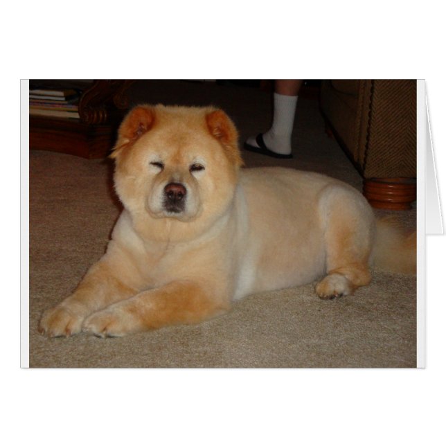 Chow Items (Front Horizontal)