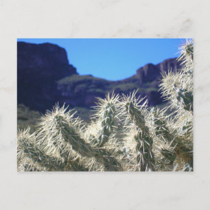 Choya Cactus - Carte postale Arizona