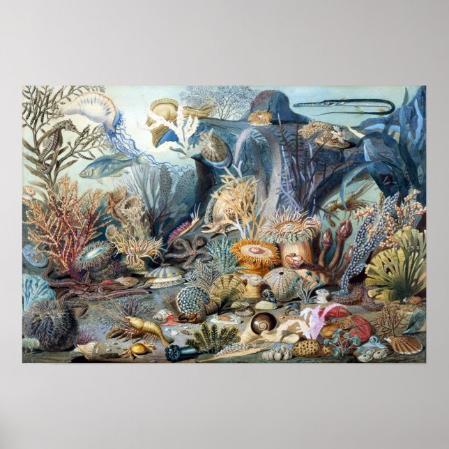 Christian Schussele Ocean Life Poster (Front)
