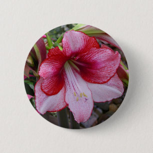 Christmas Amaryllis Red Holiday Floral 2 Inch Round Button