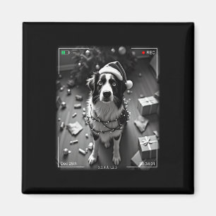 Christmas Australian Shepherd Caught On Camera Magnet