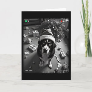 Christmas Bernese Mountain Dog Caught On Camera Card