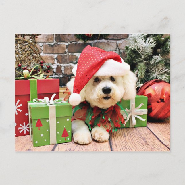Christmas - Bichon Frise - Daisy Holiday Postcard (Front)