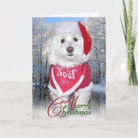 Christmas Bichon Frise Dog