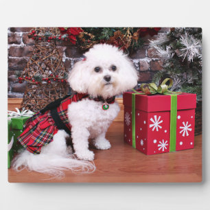 Christmas - Bichon Frise - Mia Plaque