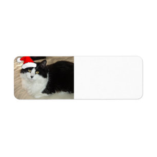 Christmas Black and White Cat