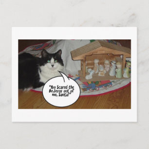 Christmas Black and White Cat Humour Holiday Postcard