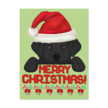 Christmas Black Labrador Puppy!