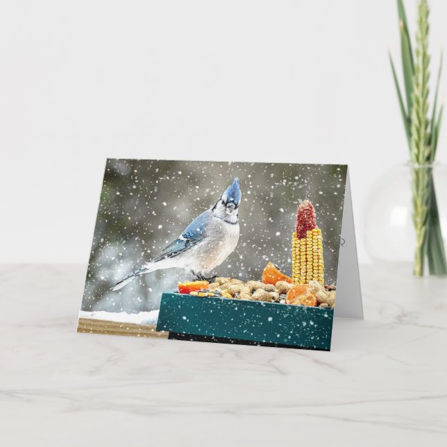 Christmas Blue Jay Christmas Card (Front)
