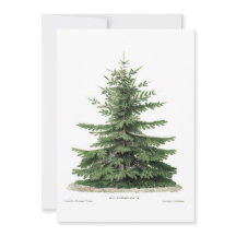 Christmas Botanical Pine Tree Greeting Card